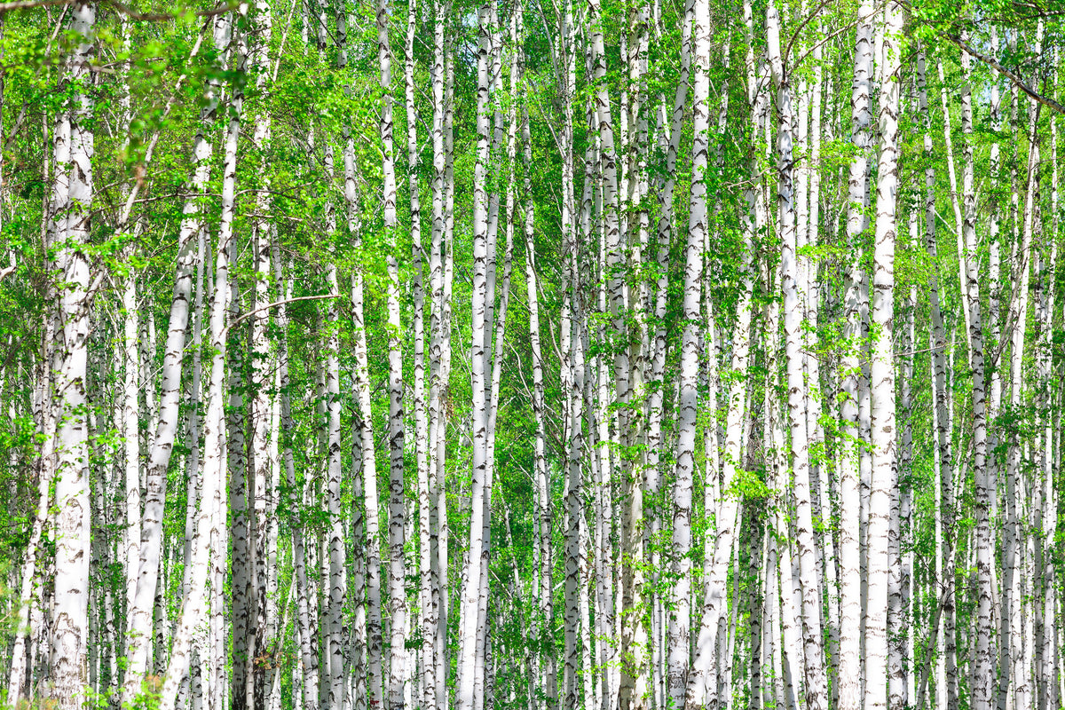 3-piece-canvas-print-the-birch-forest