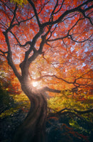 framedposter-print-the-japanese-tree