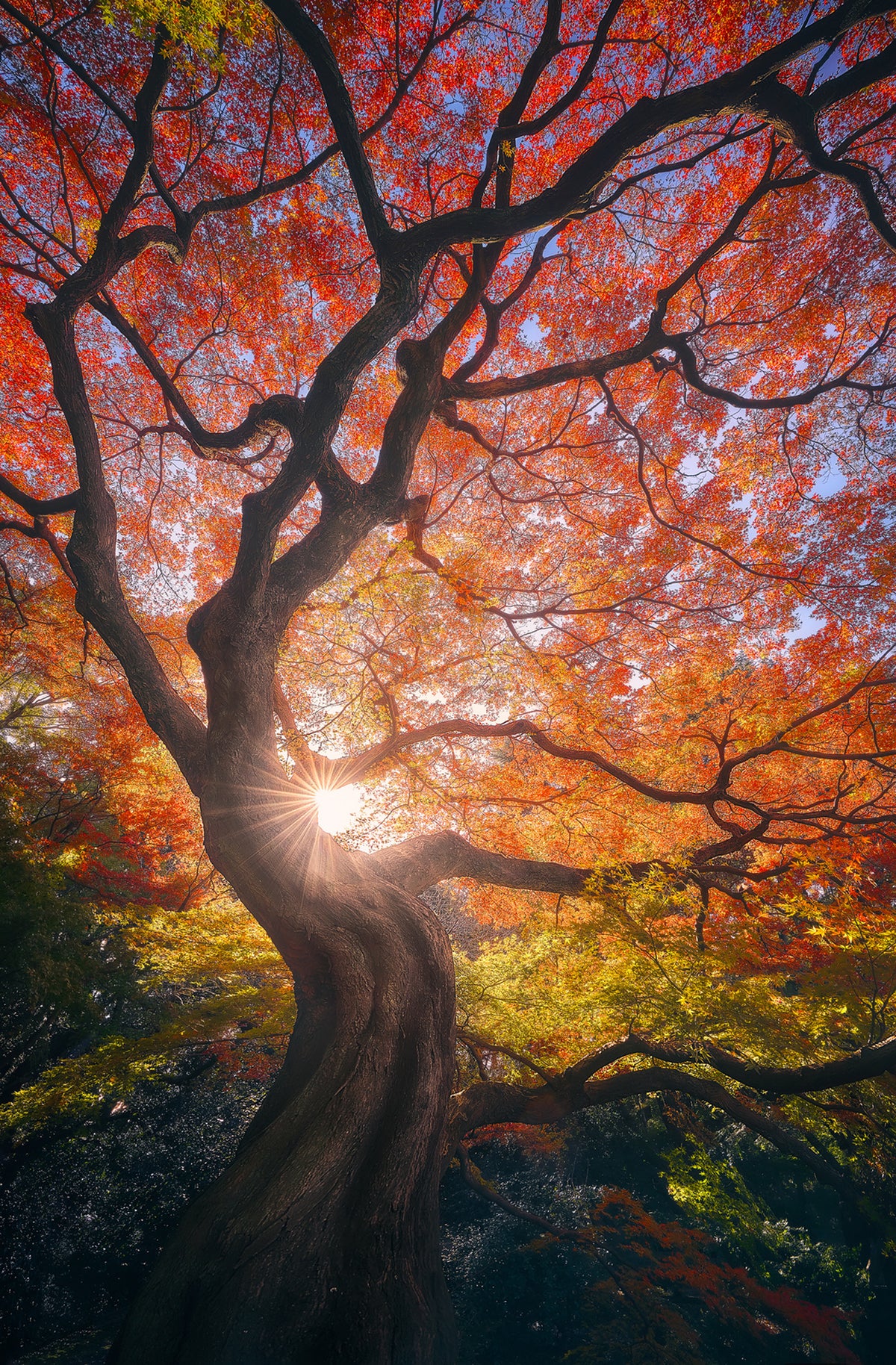 framedposter-print-the-japanese-tree