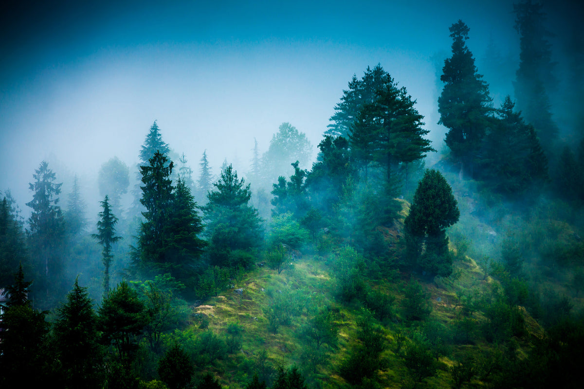 poster-print-mysterious-forest-ii
