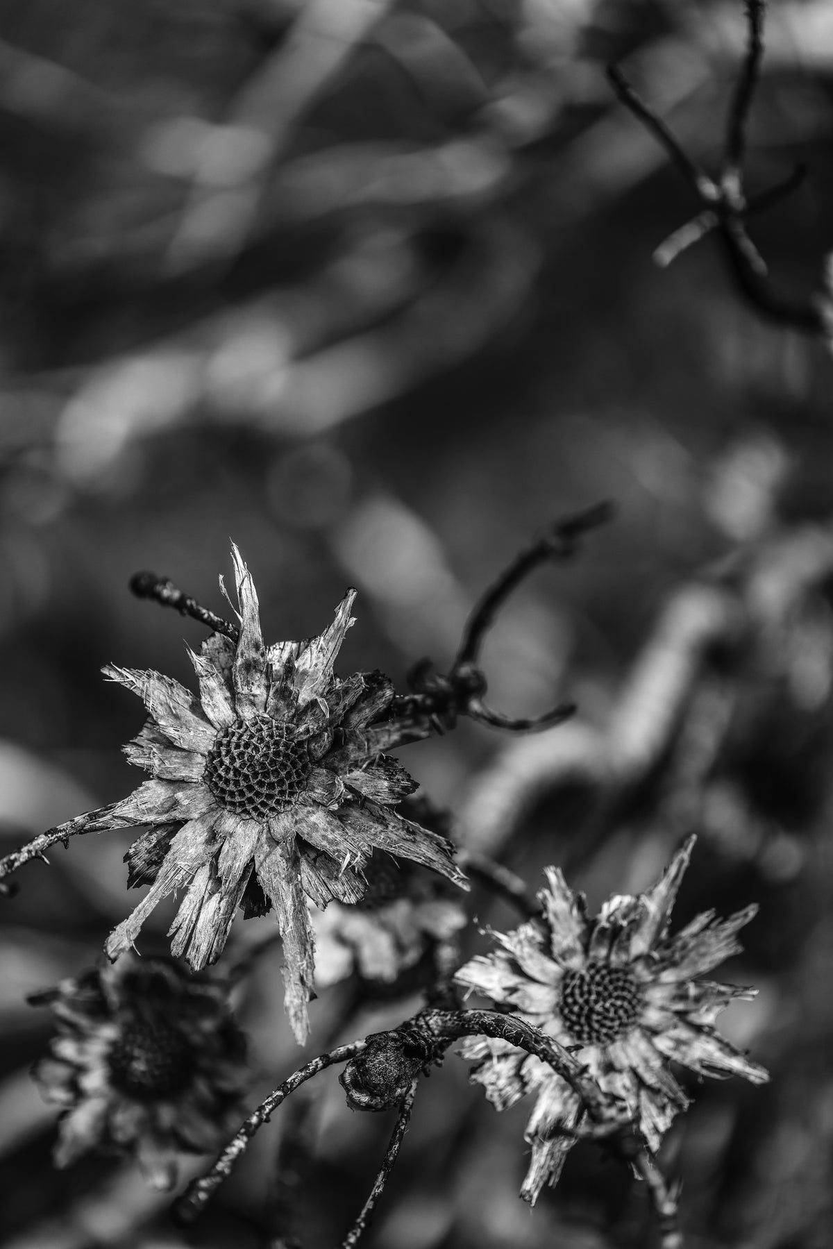 framedposter-print-language-of-nature