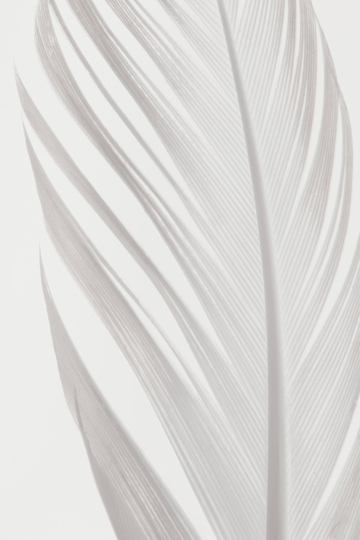 aluminium-print-feather-006