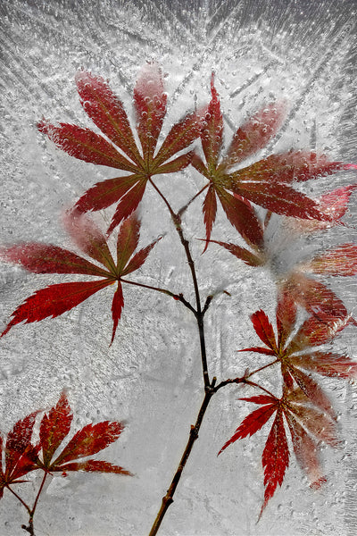 poster-print-red-maple-x