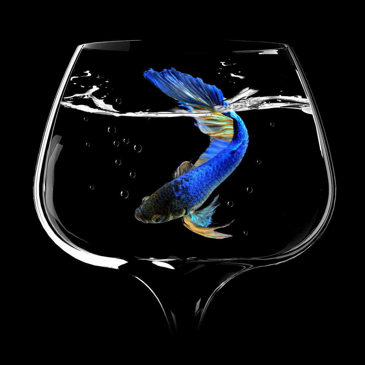 4-piece-aluminium-print-betta-fish-dance