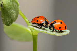 framedcanvas-print-2-ladybirds