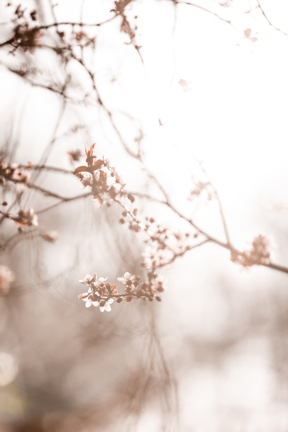 canvas-print-last-spring-3