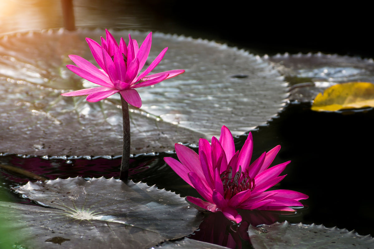 3-piece-canvas-print-water-lily-in-the-morning-dew