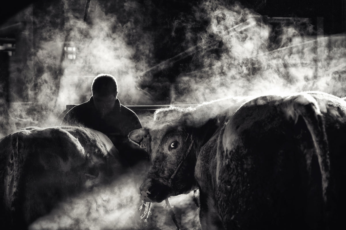 3-piece-canvas-print-farm-life