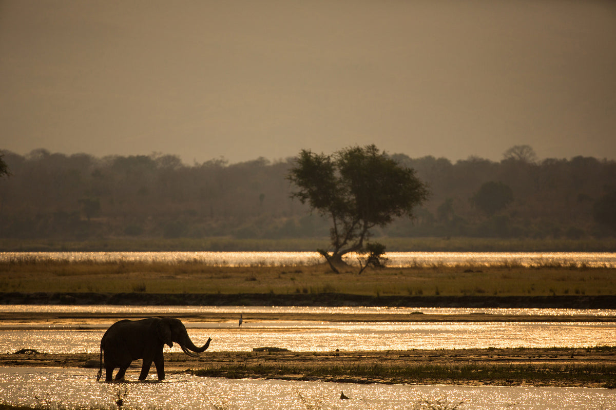 3-piece-acrylic-print-elephant-alone-in-the-steppe