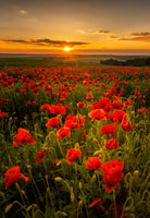 framedposter-print-poppy-field-at-sunset