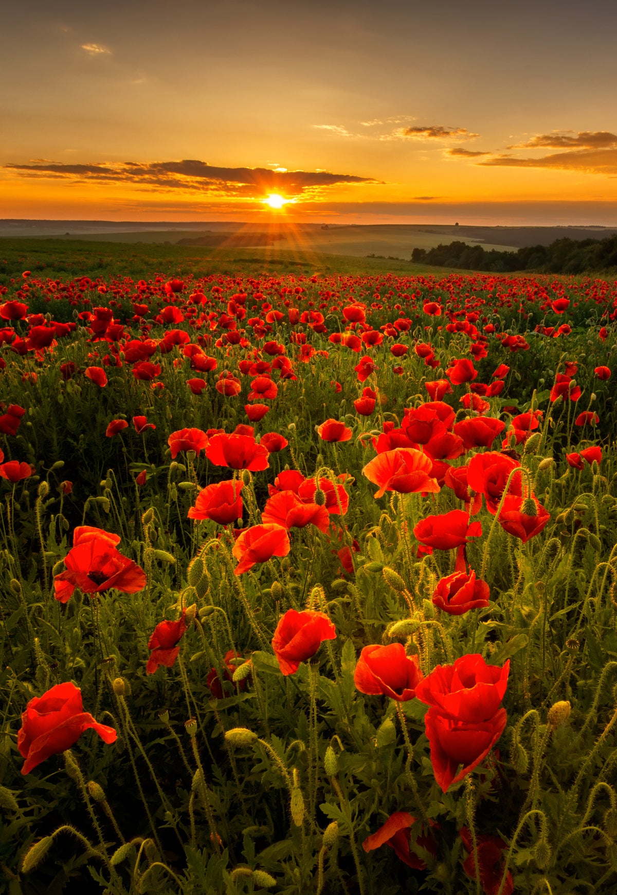 framedposter-print-poppy-field-at-sunset
