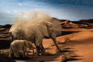 3-piece-canvas-print-elephants-in-the-desert