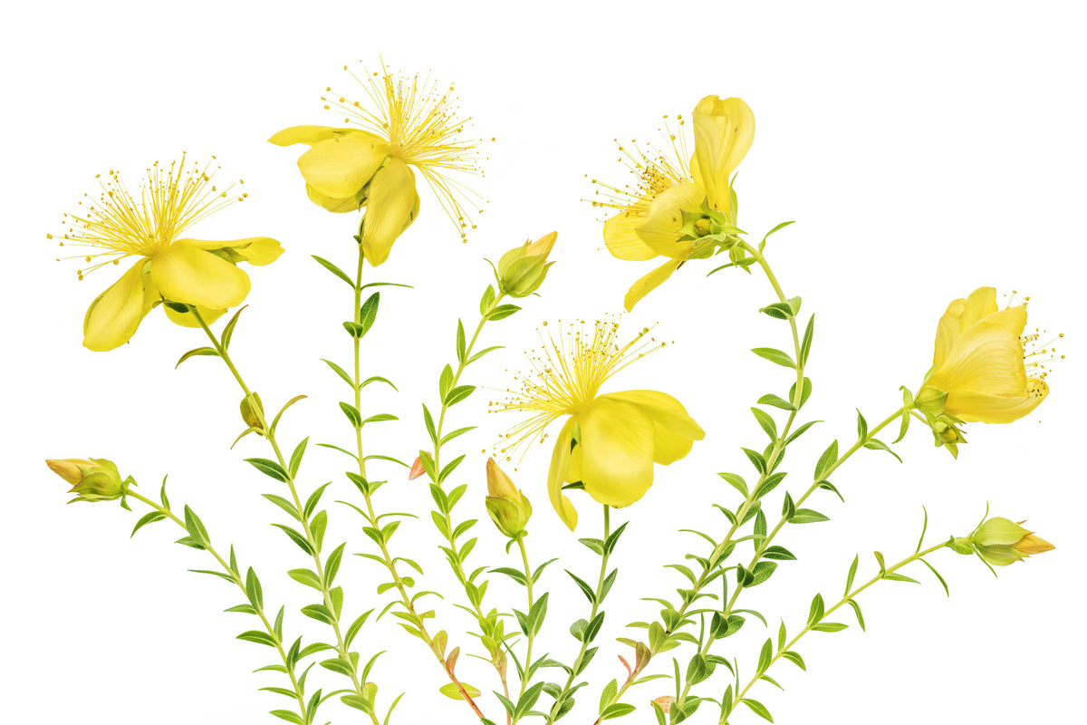 aluminium-print-hypericum-x