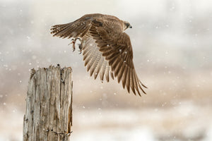 3-piece-canvas-print-flight-against-the-snowstorm