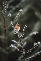 canvas-print-winter-robin039s-perch