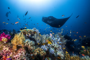 aluminium-print-manta-reef-on-the-reef-x
