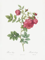 framedposter-print-turnip-roses-les-roses-1817-1824