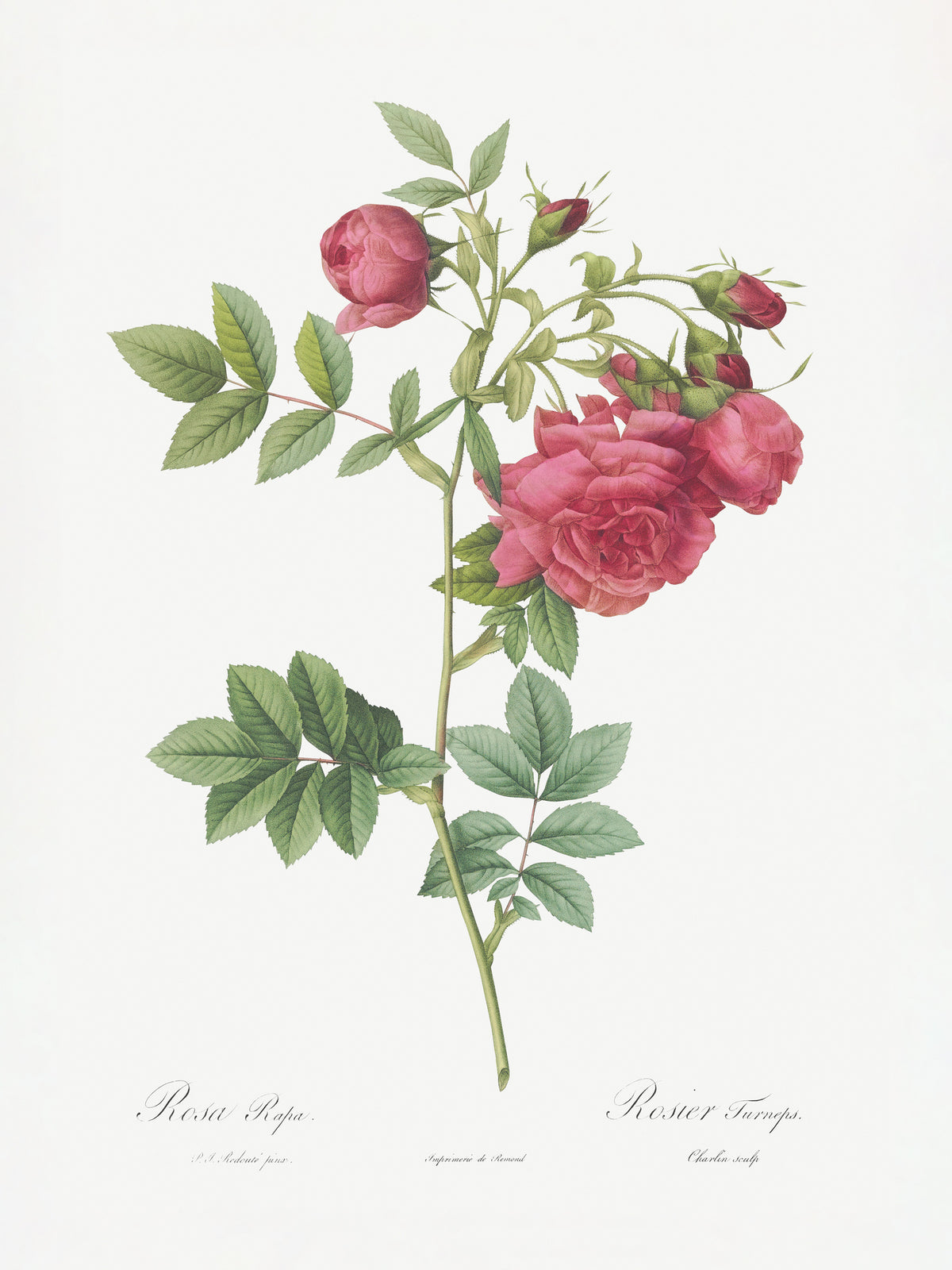 framedposter-print-turnip-roses-les-roses-1817-1824