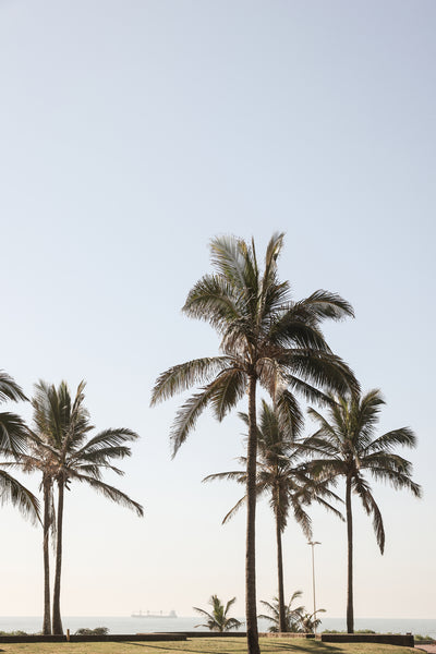 poster-print-tall-palm-trees