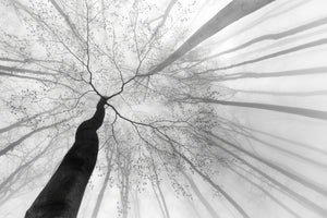 3-piece-aluminium-print-after-winter-sleep