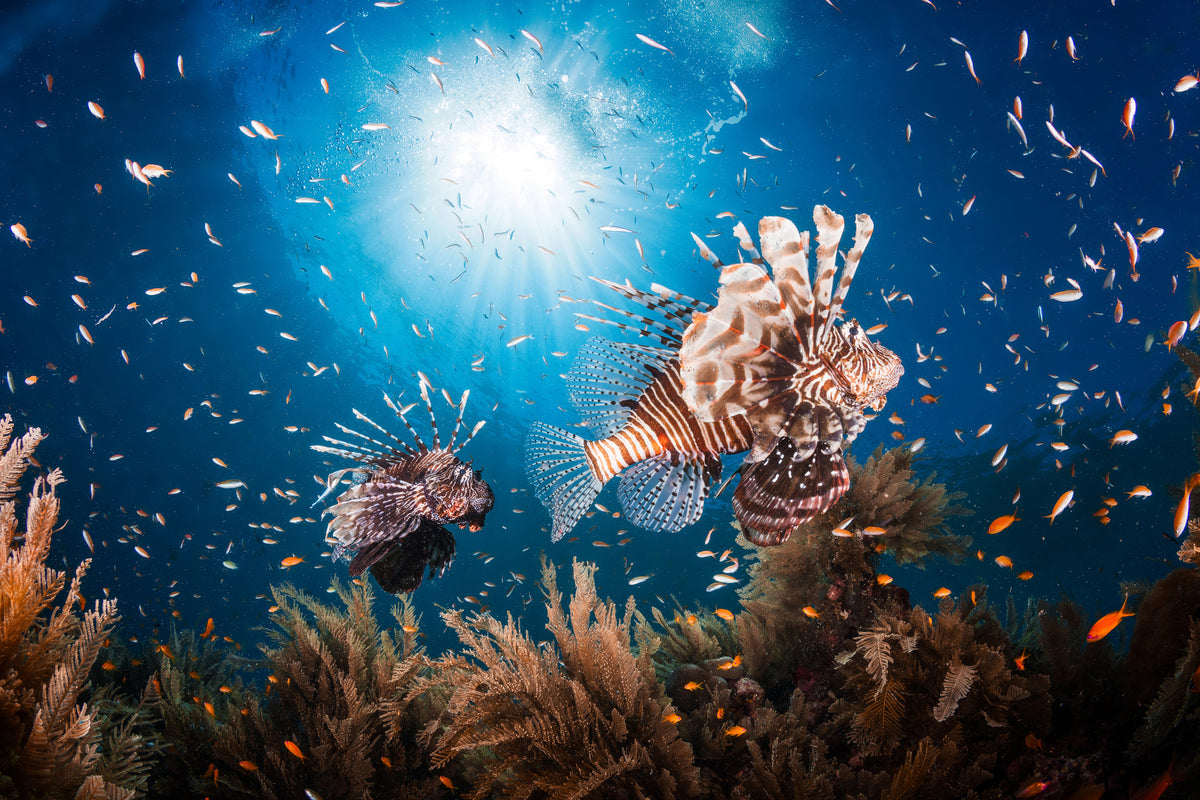 framedcanvas-print-lionfish-ii