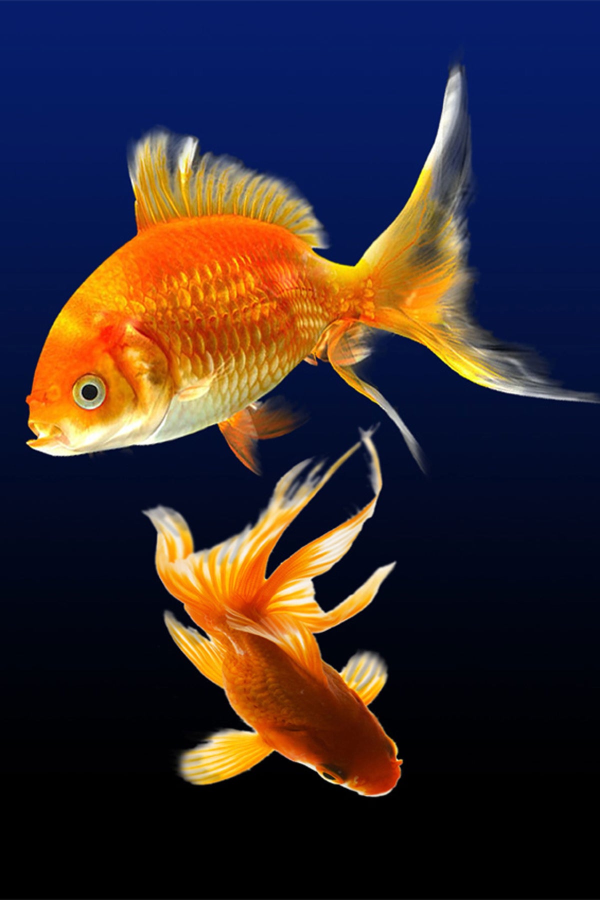canvas-print-charming-fish