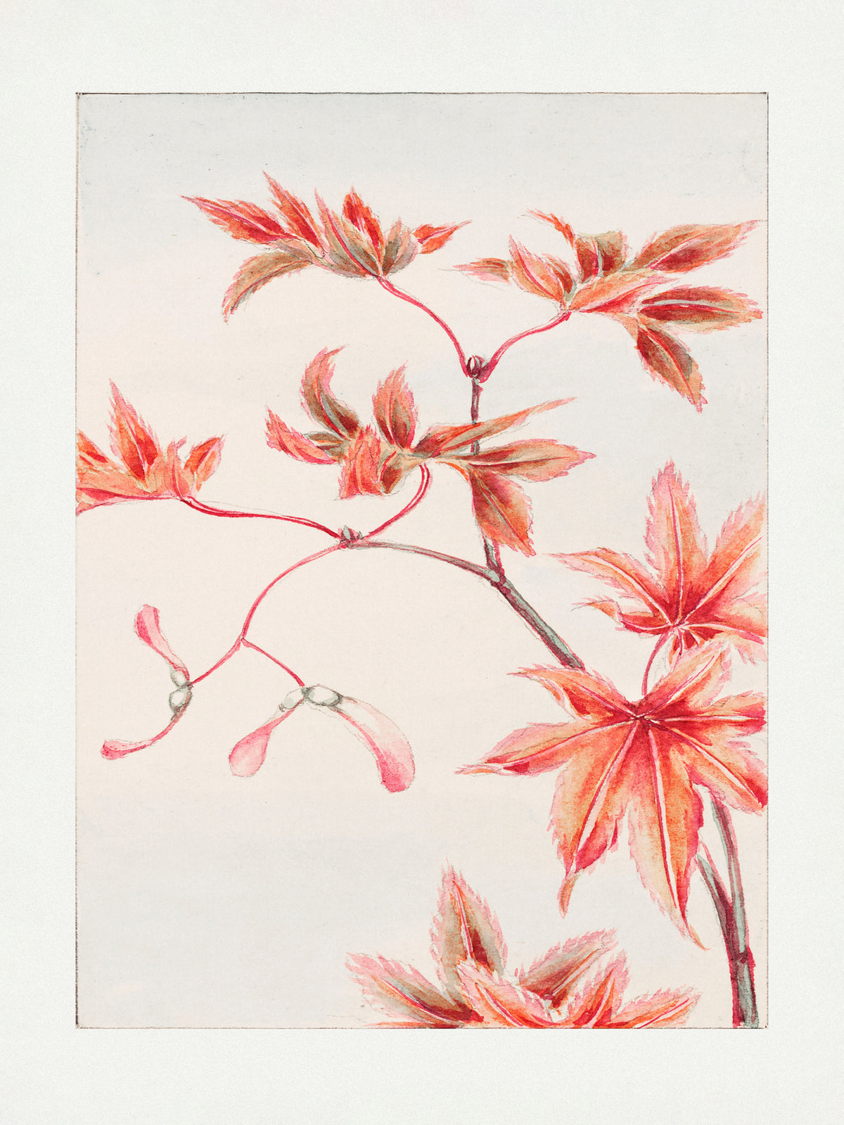 framedcanvas-print-branch-of-momiji-maple-tree-with-leaves-and-seeds-during-1870-1880
