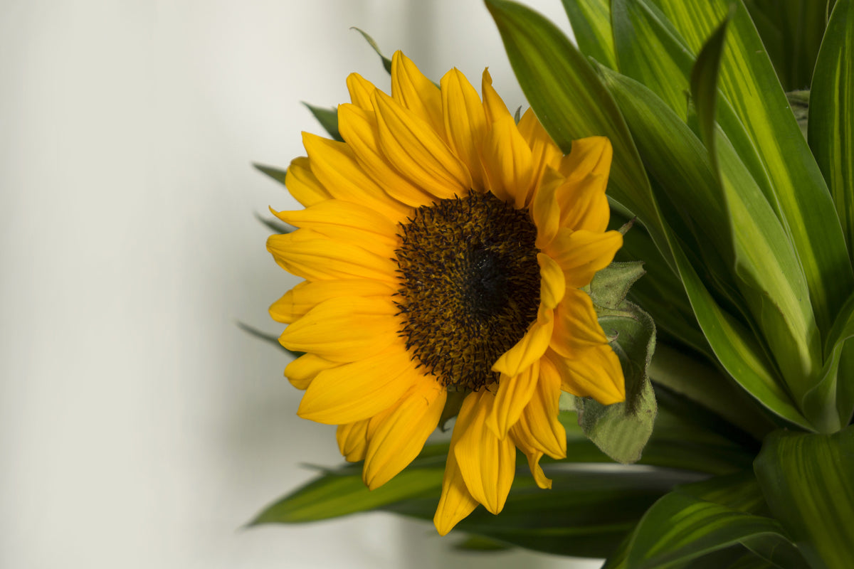 framedposter-print-beautiful-sunflower