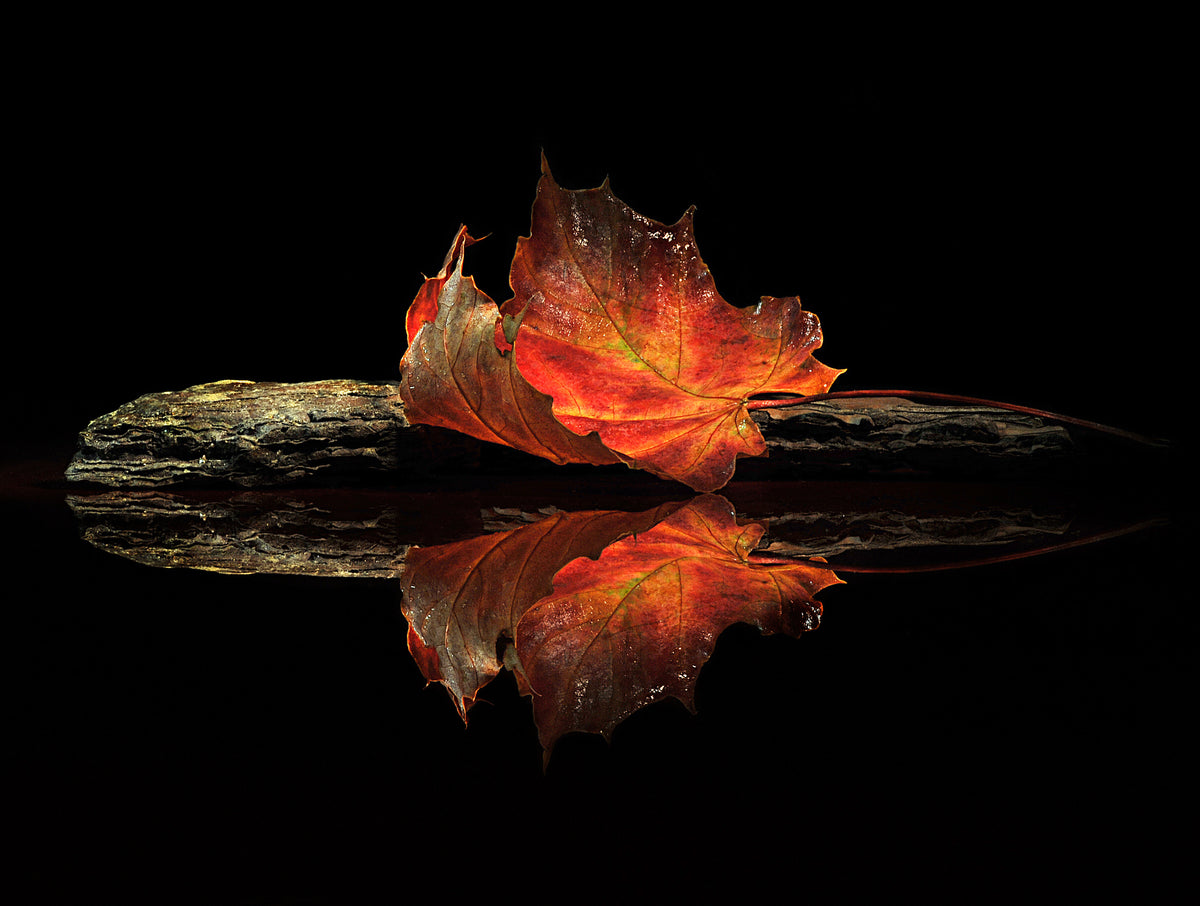 modern-4-piece-aluminium-print-autumn-colors