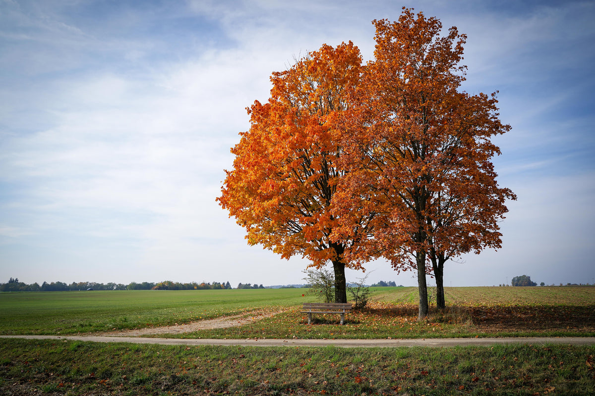 canvas-print-the-3-trees