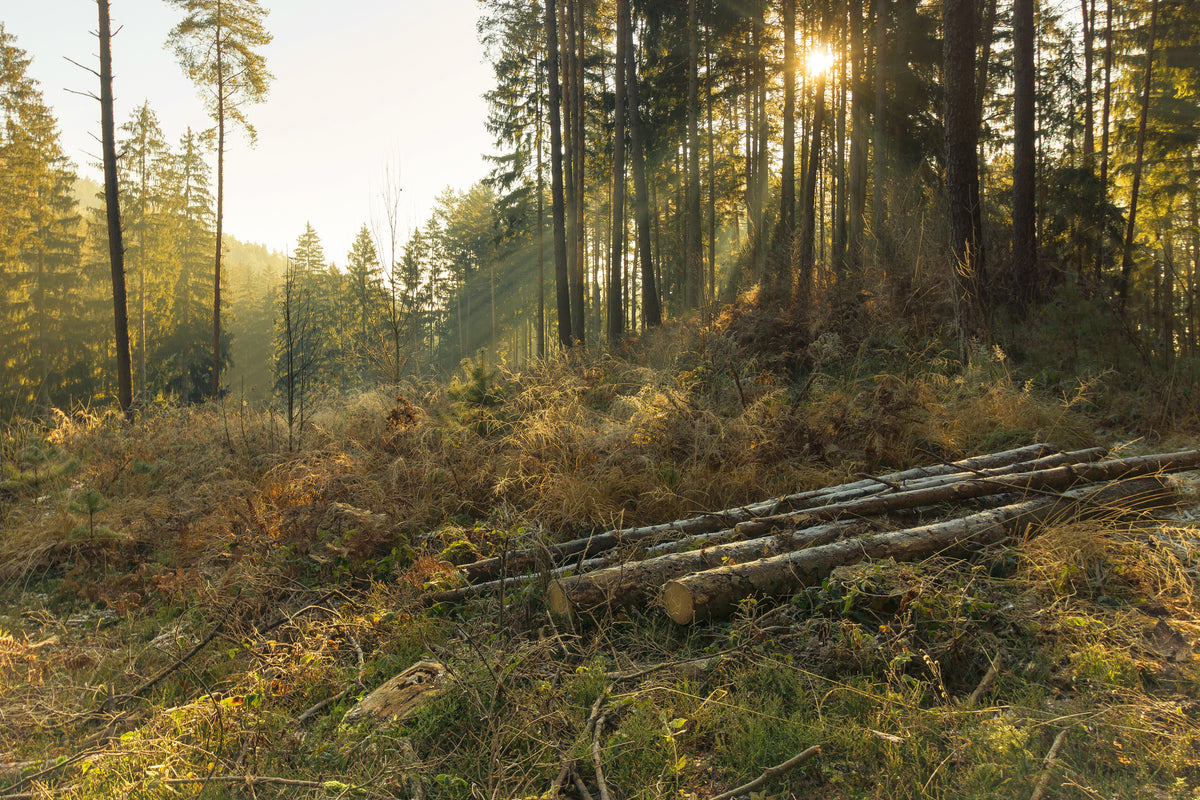 framedposter-print-working-in-the-woods