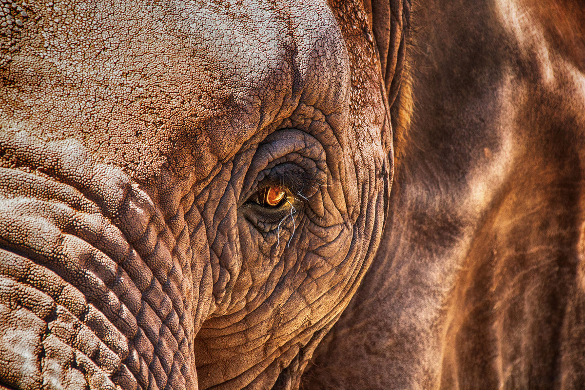 3-piece-canvas-print-the-look-of-the-elephant