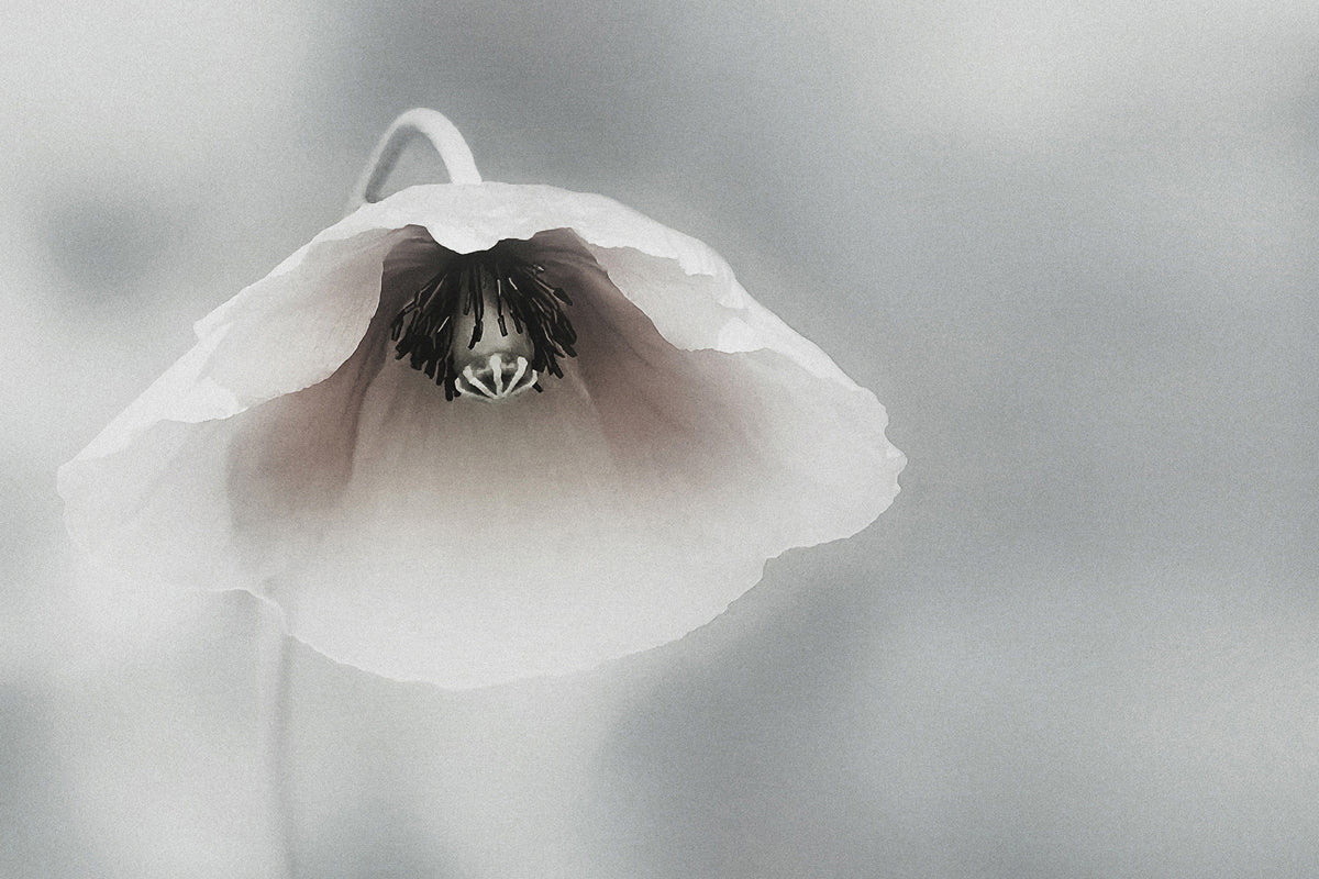 3-piece-canvas-print-ephemeral-beauty-ii