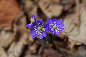 canvas-print-wildflowers