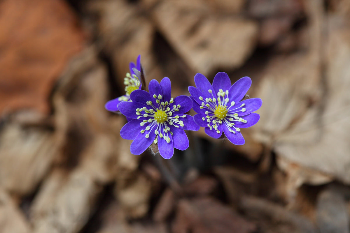 canvas-print-wildflowers