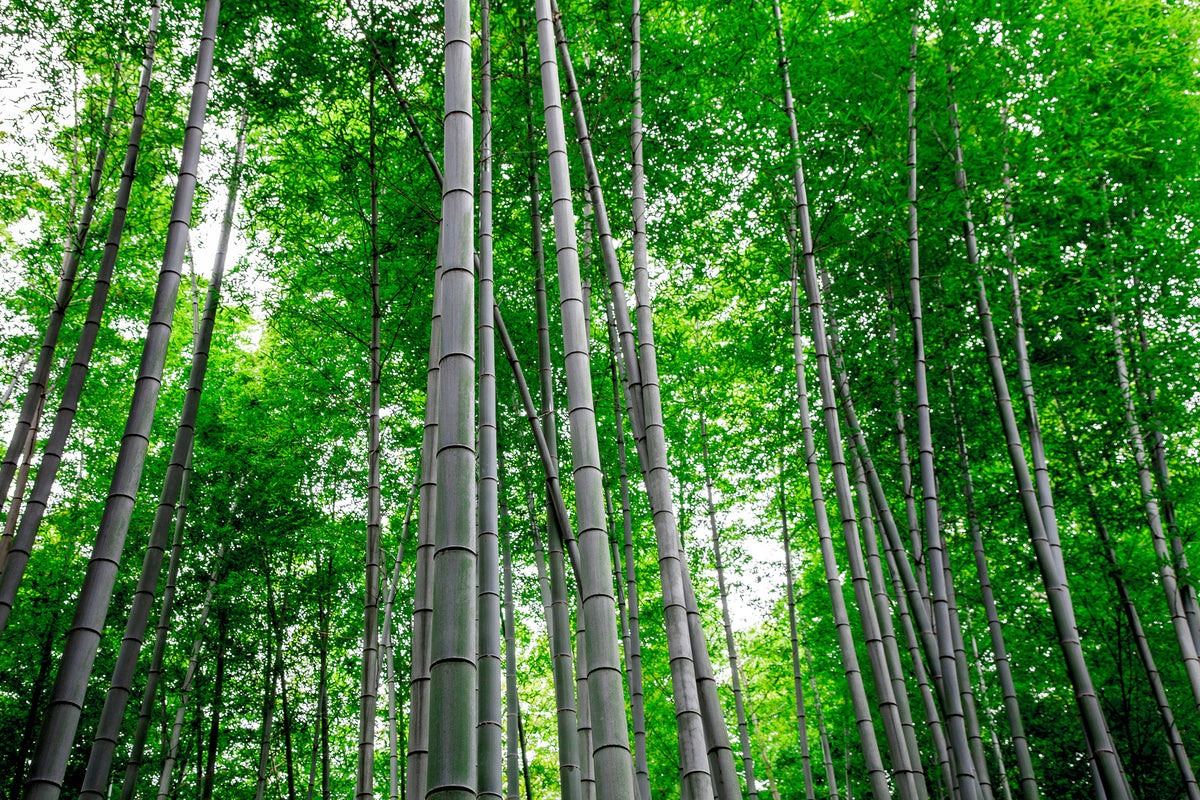 framedcanvas-print-bamboo-forest