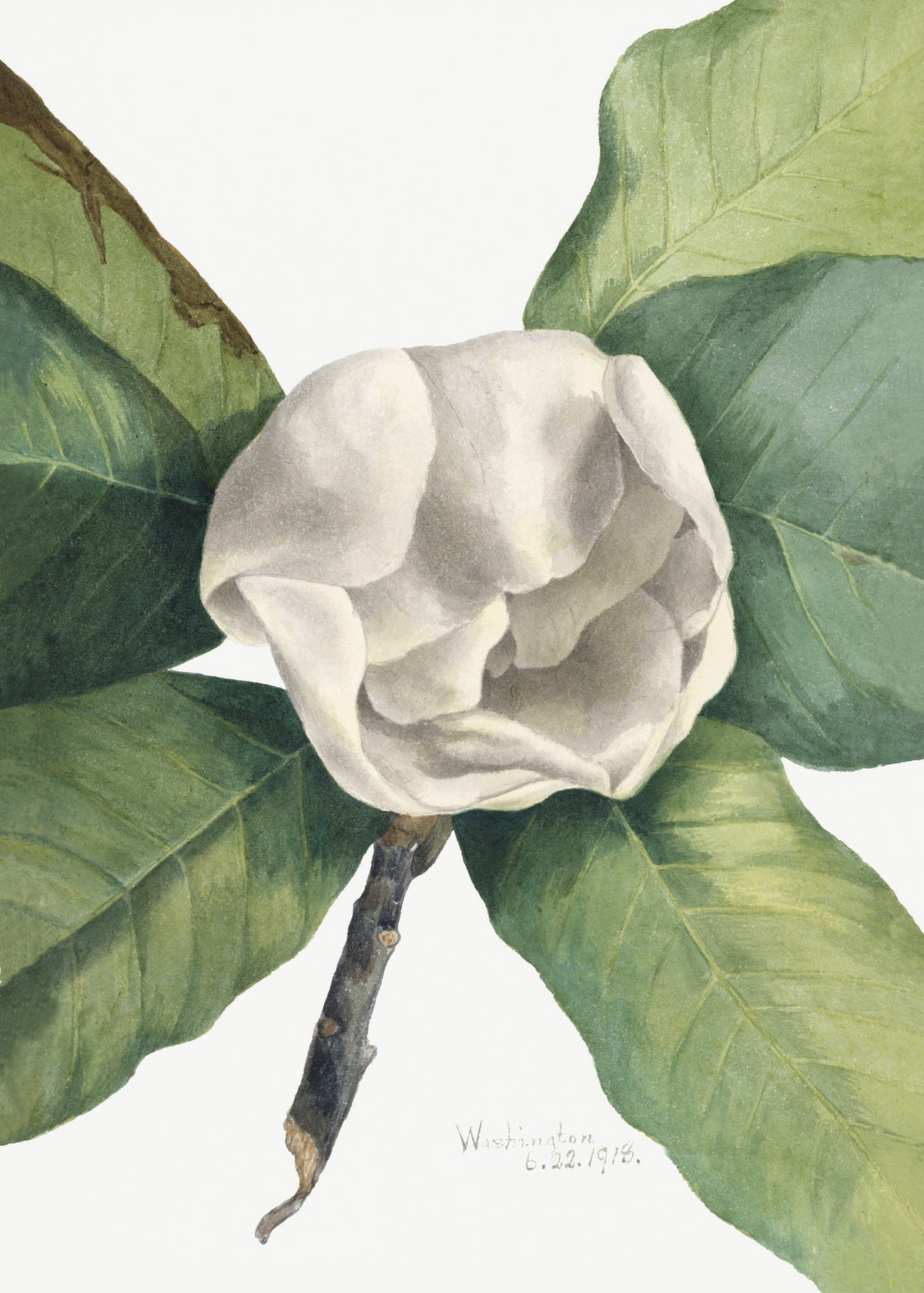 aluminium-print-southern-magnolia-1918