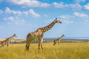 canvas-print-trio-giraffes-x
