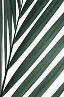 poster-print-graphic-palm-leaf-3