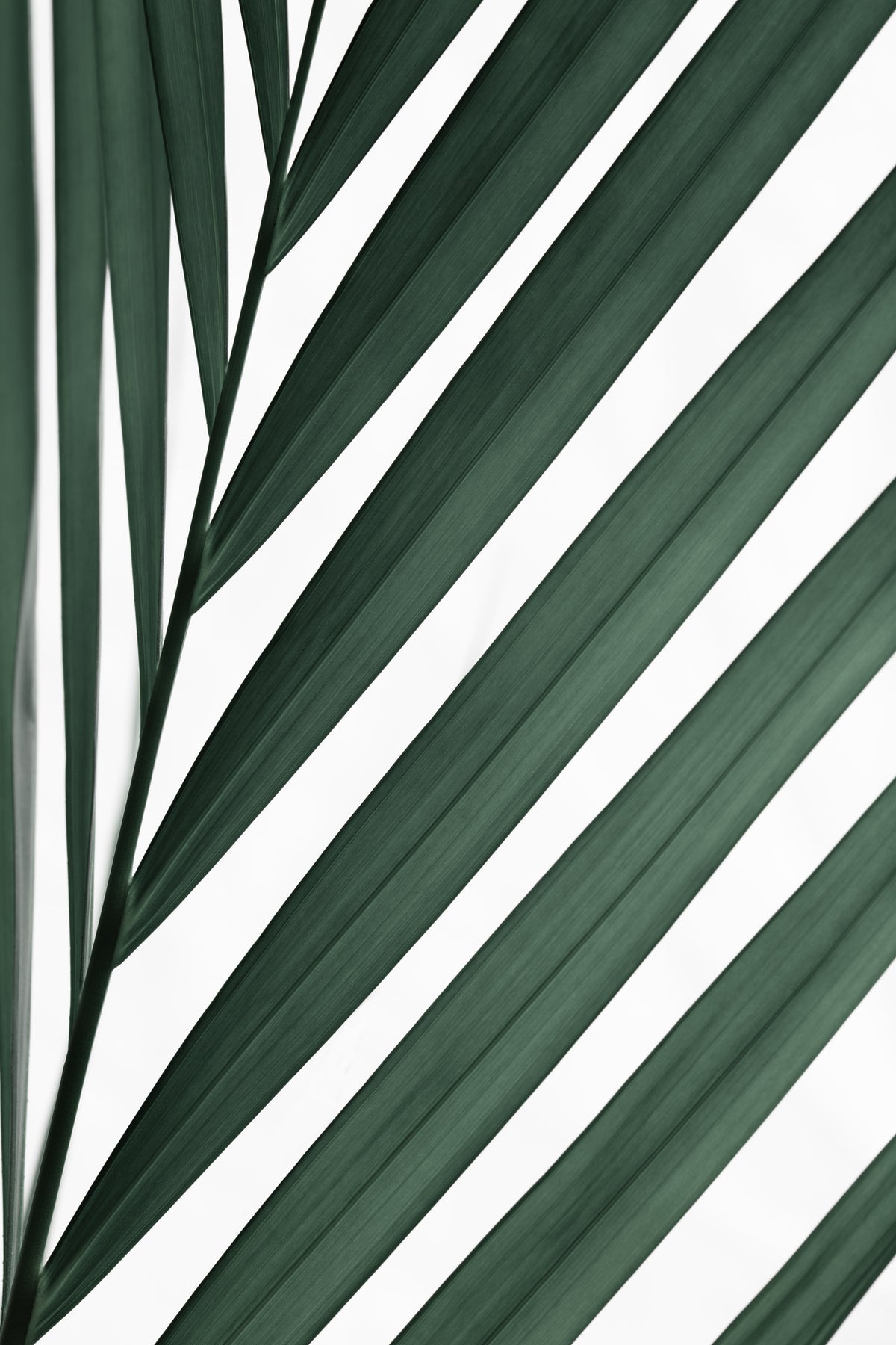 poster-print-graphic-palm-leaf-3