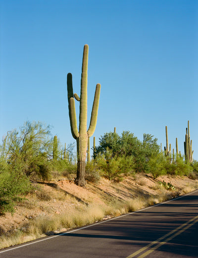 poster-print-saguaro-national-park-vi-on-film