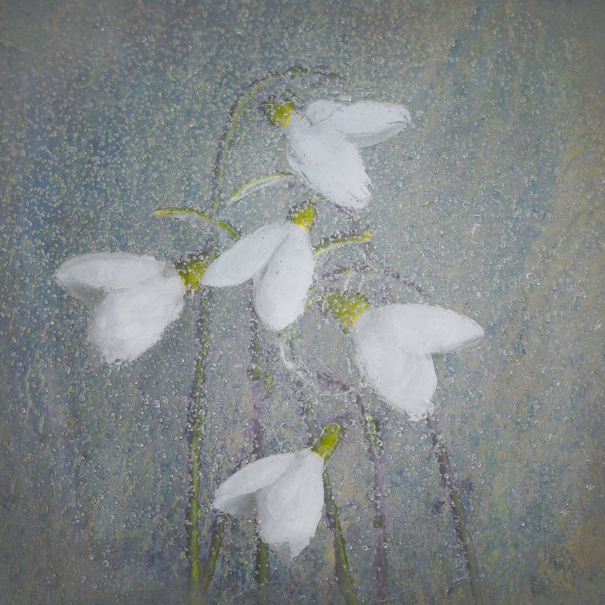 4-piece-aluminium-print-snowdrops-2