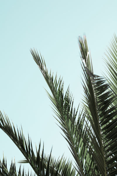 poster-print-palm-leaves-and-sky-2