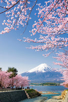 poster-print-mount-fuji-and-pink-sakura-branches