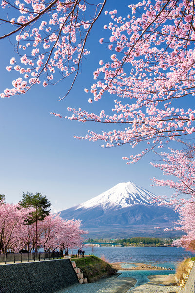 poster-print-mount-fuji-and-pink-sakura-branches
