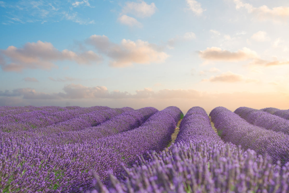 acrylic-print-the-blooming-lavender-field