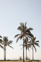 aluminium-print-tall-palm-trees
