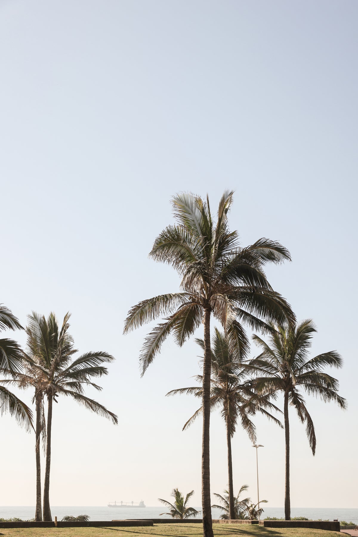 aluminium-print-tall-palm-trees