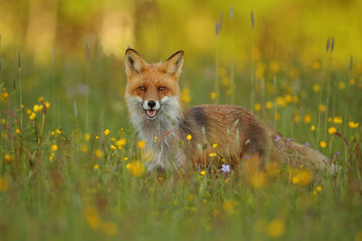 poster-print-red-fox-xkh