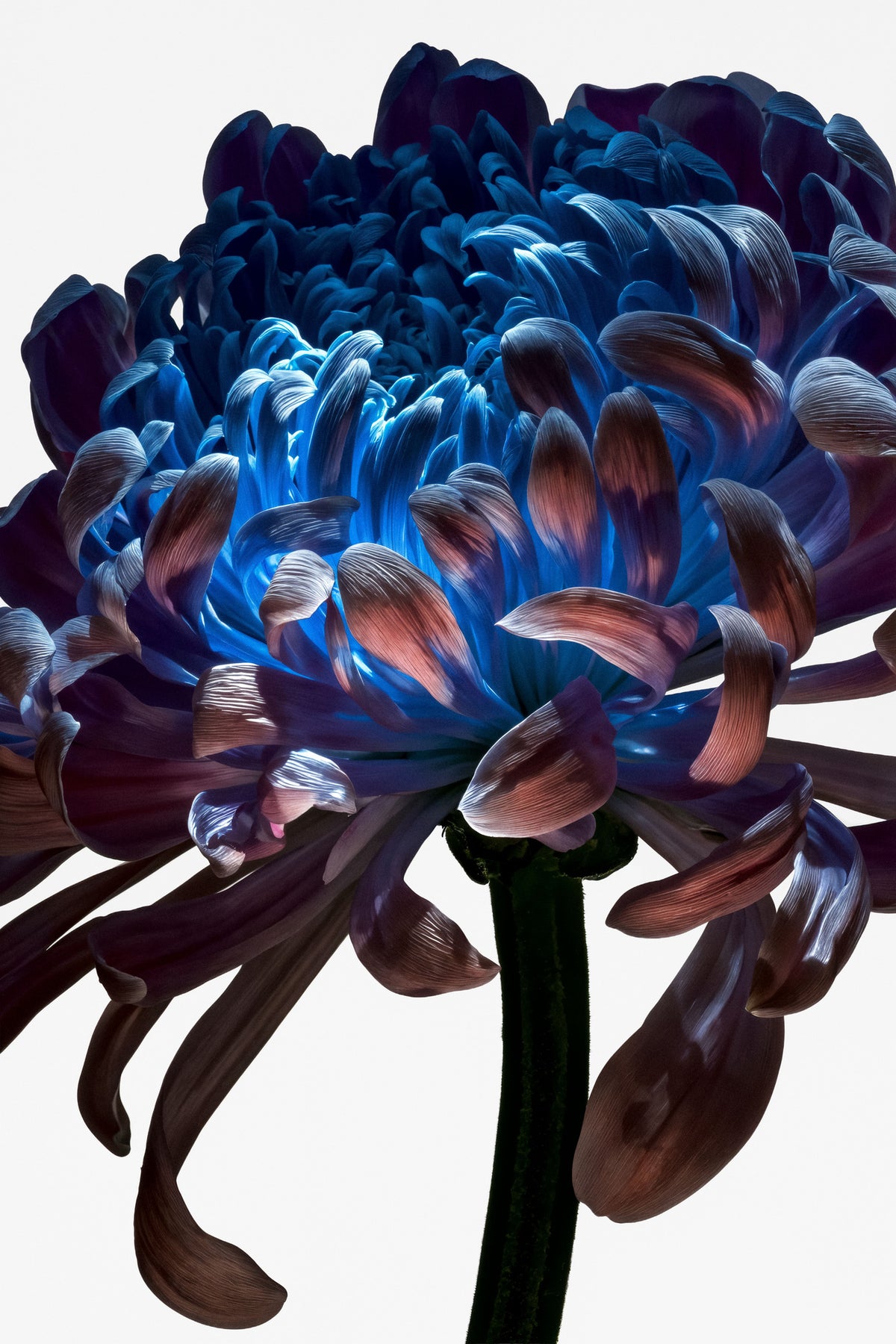 aluminium-print-lightfall-florals-cobalt-crown